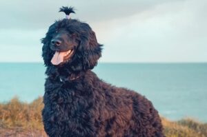 Португальская водяная собака: фото