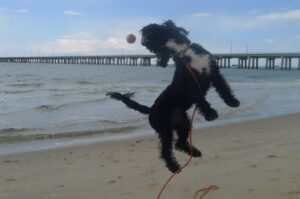 Португальская водяная собака в прыжке с мячом
