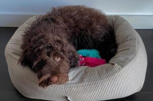 Португальская водяная собака на лежанке