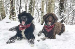 Две португальские водяные собаки