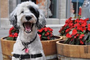 Португальская болотная собака