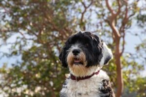 Фото кан-диагуа