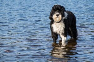 Португальский вассерхунд: фото в воде
