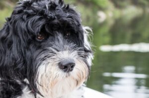 Фото португальского вассерхунда