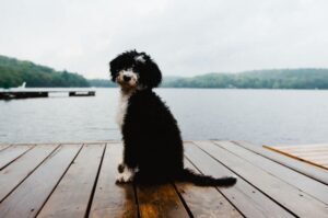 Португальский вассерхунд сидит на пирсе