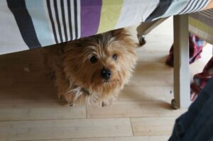 Норвич-терьер сидит под столом