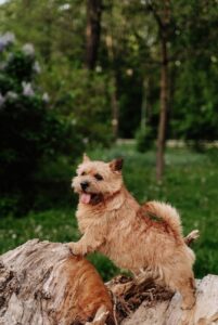 Норвич-терьер: фото в лесу