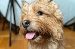 Фото норвич-терьера