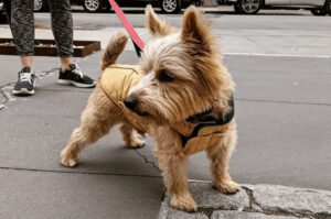 Норвич-терьер с хозяйкой на прогулке