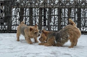 Норвич-терьеры играют зимой