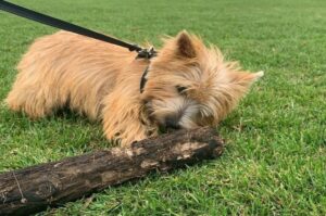 Норвич-терьер резвится на травке