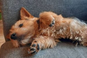 Норвич-терьер: фото на диване