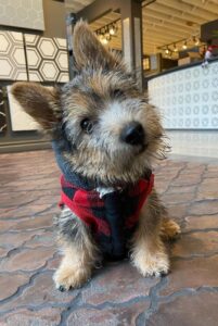 Любопытная собака норвич-терьер