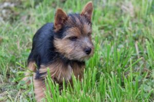 Норвич-терьер: красивое фото