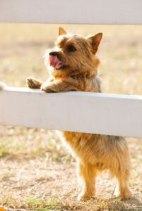 Порода норвич-терьер