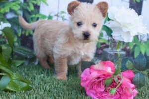 Милый щеночек норвич-терьера