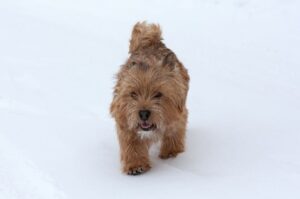 Норвич-терьер гуляет зимой