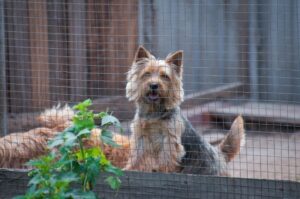 Порода собак норвич-терьер