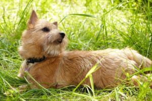 Красивое фото норвич-терьера