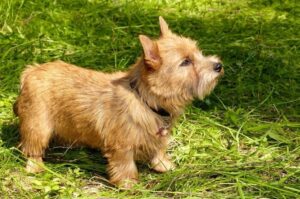 Норвич-терьер гуляет на лужайке