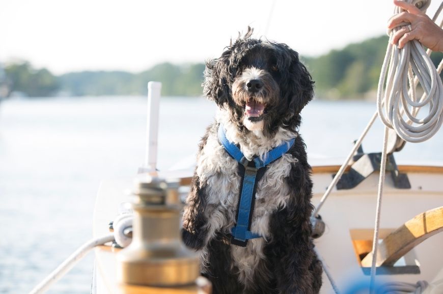 Португальская водяная собака на корабле 