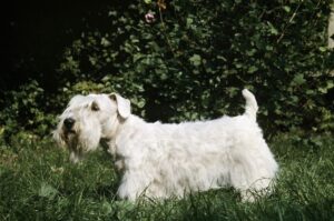 Силихем-терьер: фото