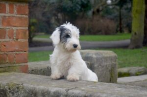 Фото щенка силихем-терьера