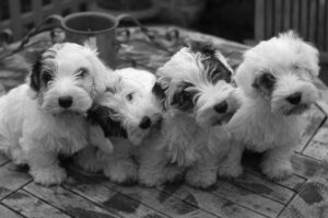 Четыре щенка силихем-терьера