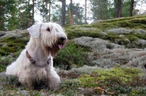 Силихем-терьер: фото в лесу