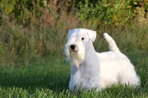 Английская порода силихем-терьер