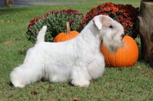 Красивый силихем-терьер: фото