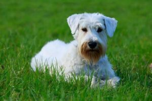 Силихем-терьер на траве