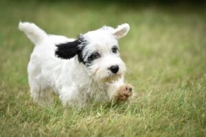 Силихем-терьер щенок