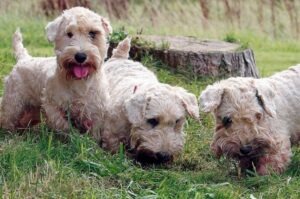 Три силихем-терьера