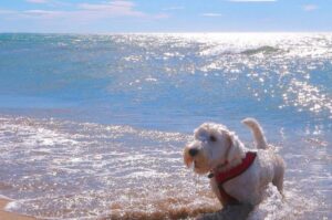 Силихем-терьер купается в море