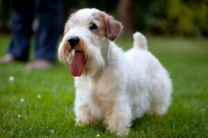 Силихем-терьер: фото