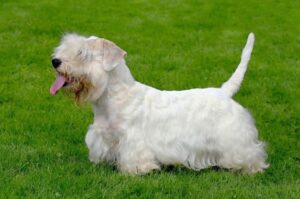 Силихем-терьер порода собак