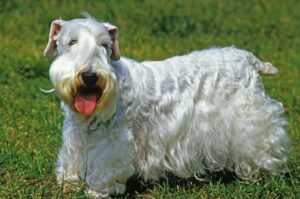 Фотография силихем-терьера