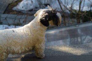 Собака силихем-терьер