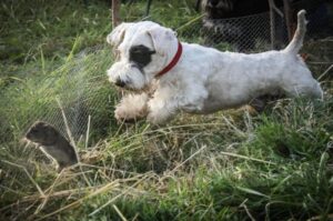 Силихем-терьер с добычей