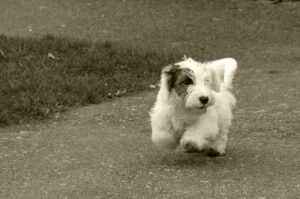 Бегущий щенок породы силихем-терьер