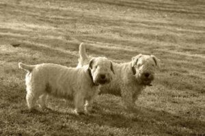 Силихем-терьеры: портретное фото