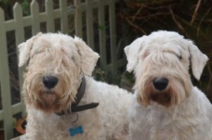 Две собаки породы силихем-терьер