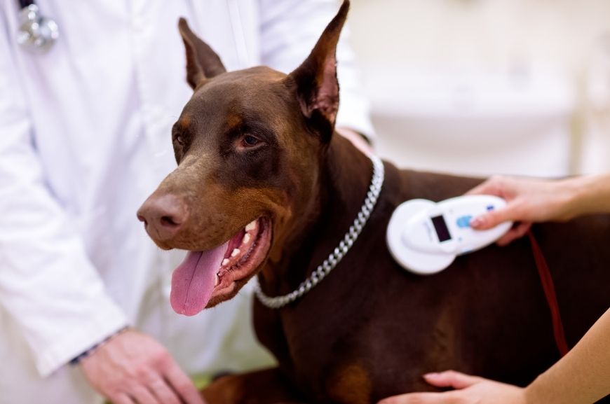 Сканирование чипа собаки 