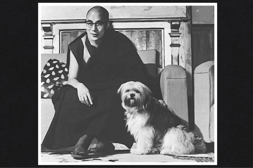 Собака Далай-ламы