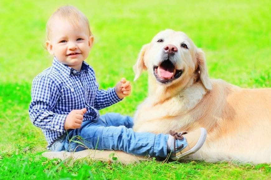 Породы собак для детей: золотистый ретривер