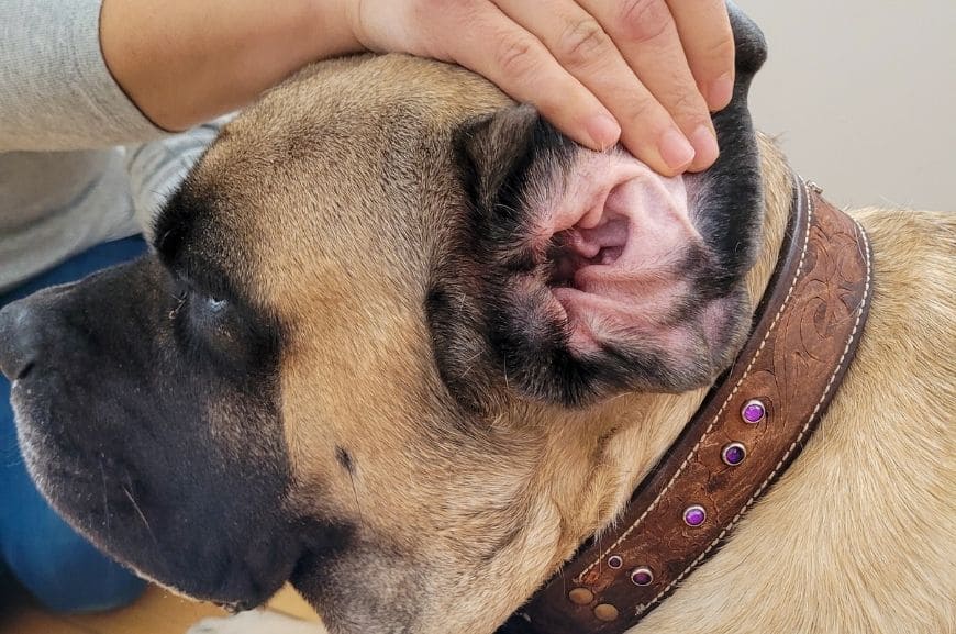 Анатомия уха собаки