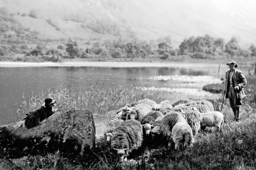 Происхождение породы английская овчарка 