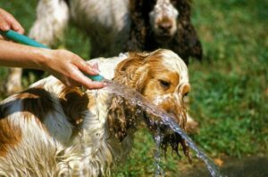 Английский кокер-спаниель пьет воду