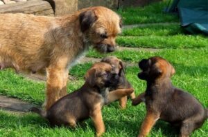 Бордер-терьер со щенками Сука бордер-терьер со щенками